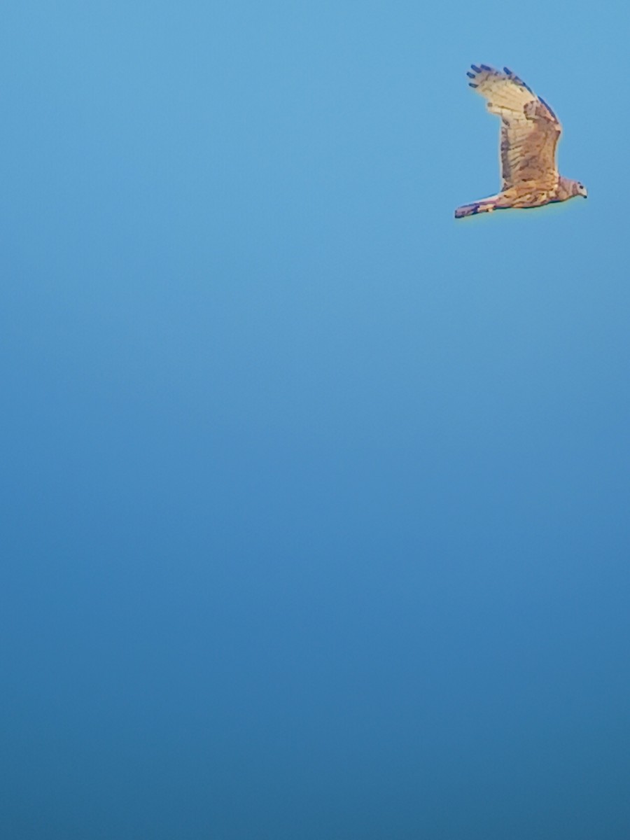 moták tichomořský - ML646628006