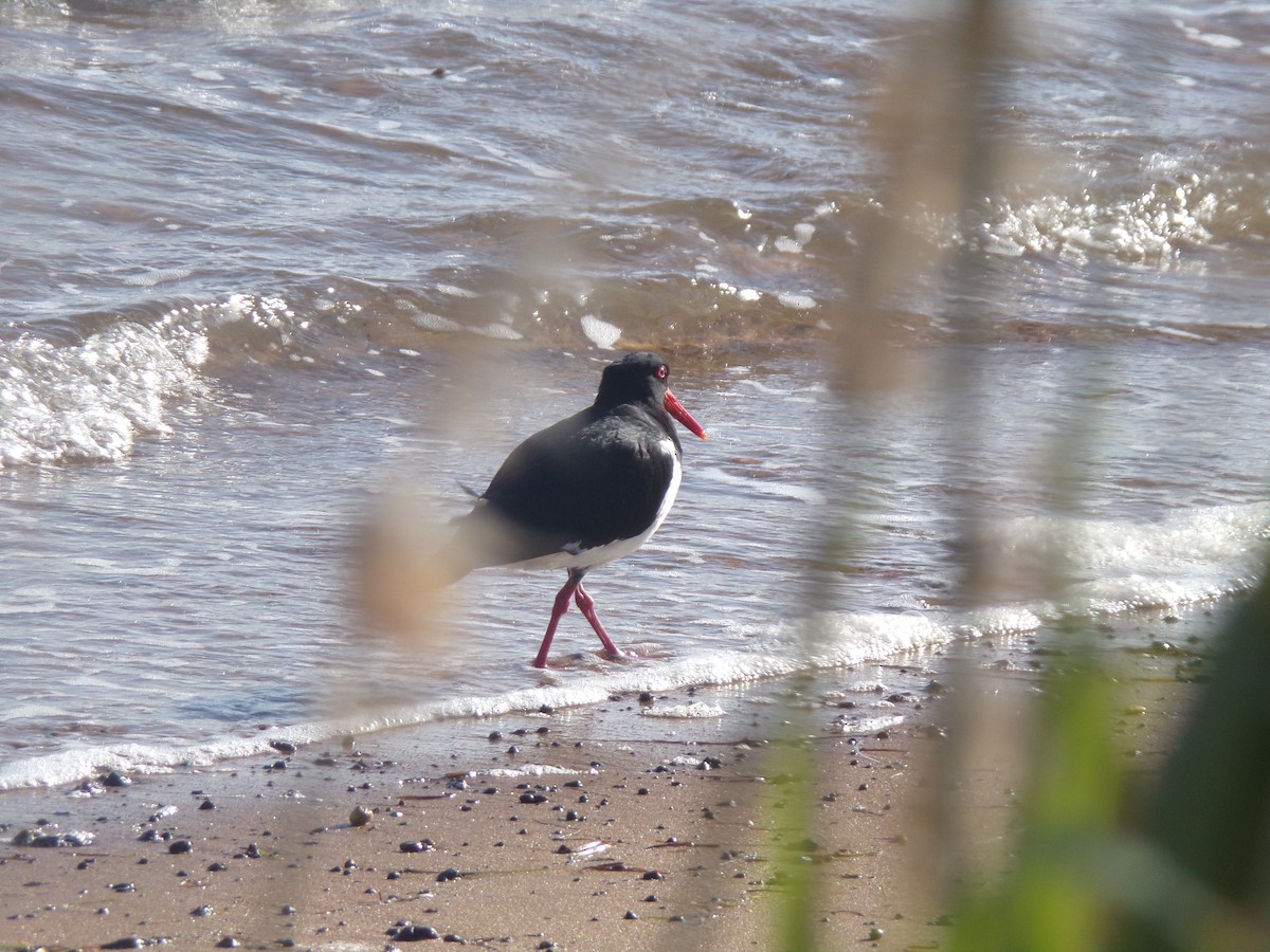 Pied Oystercatcher - ML646628007