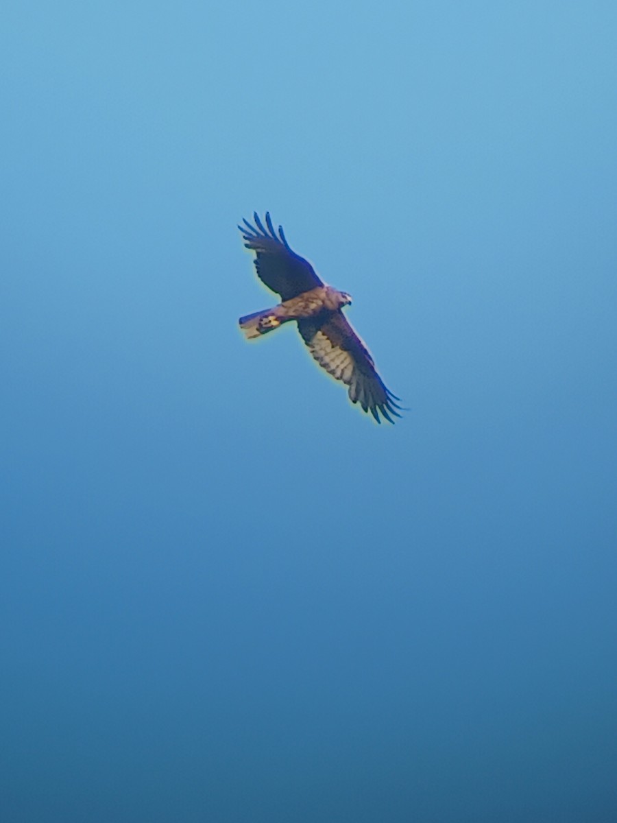 moták tichomořský - ML646628008