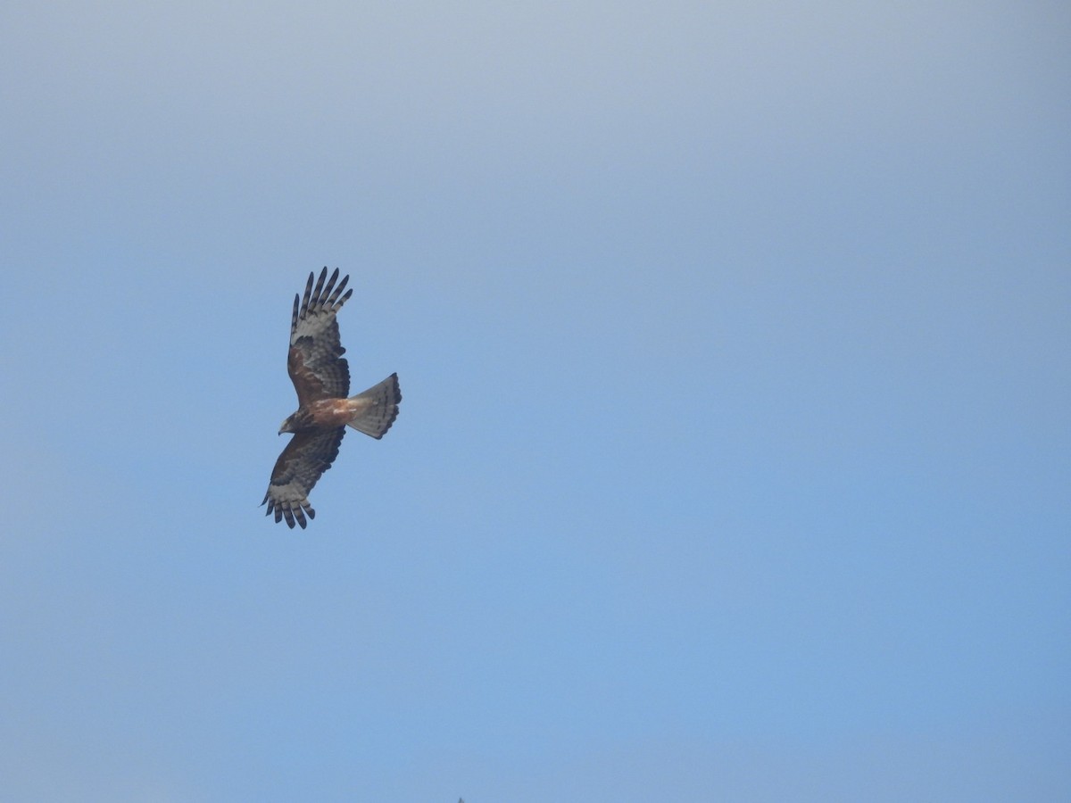 Milano Colicuadrado - ML646628009