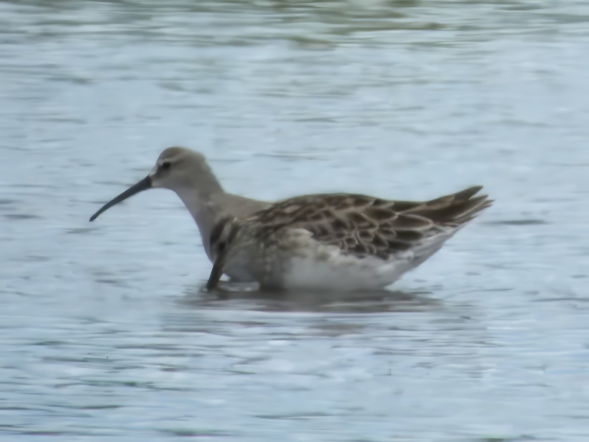 Correlimos Zarapitín - ML646628010