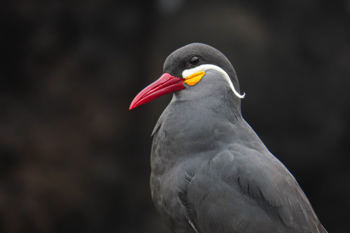 Charrán Inca - ML646628012