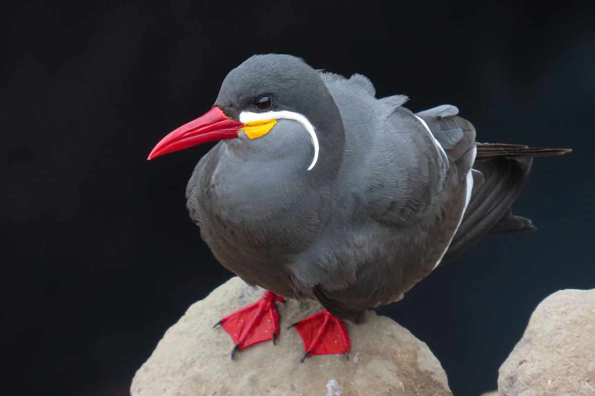 Charrán Inca - ML646628013