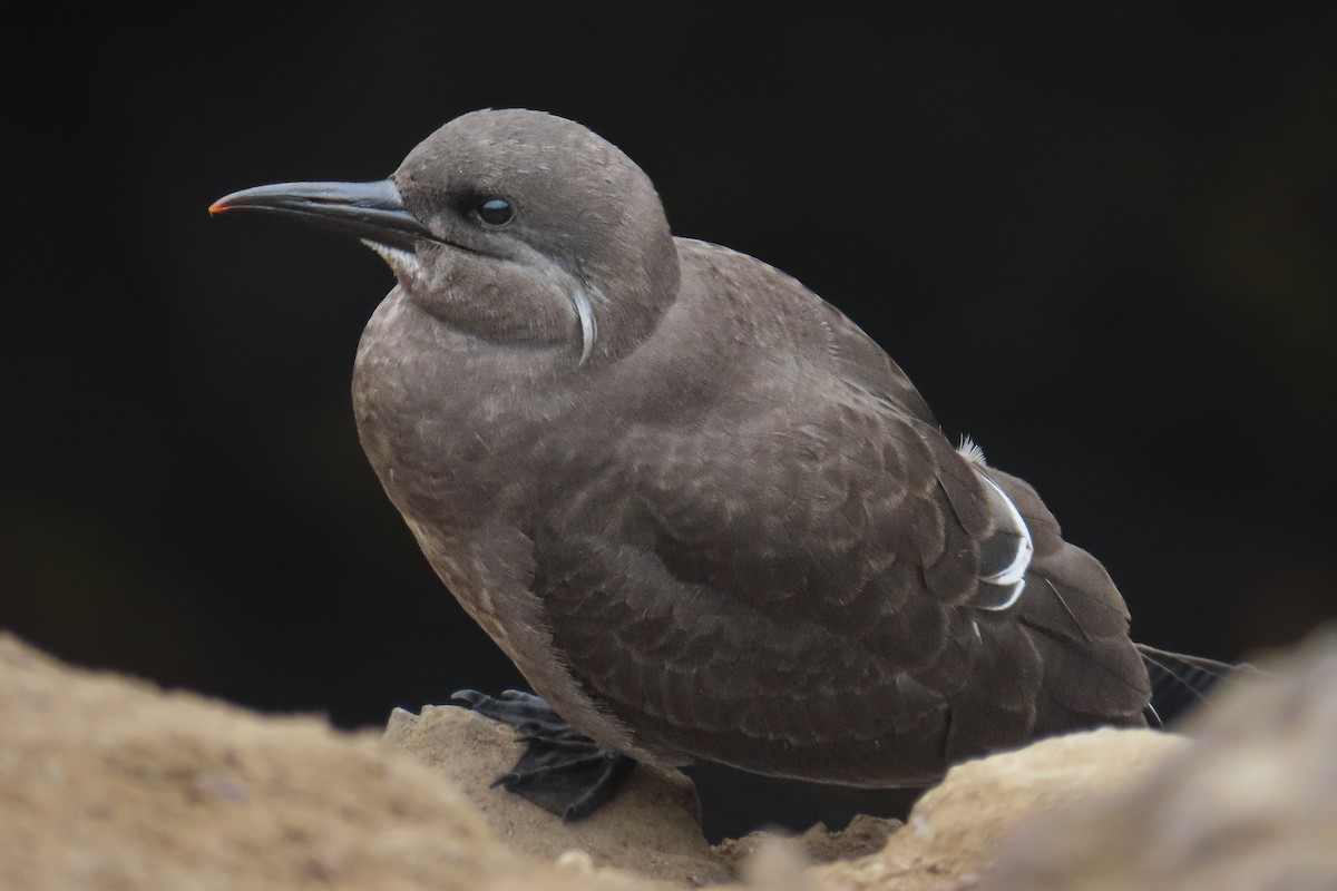 Charrán Inca - ML646628014