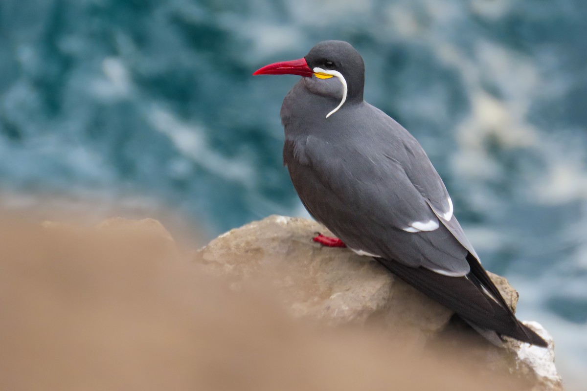 Charrán Inca - ML646628016