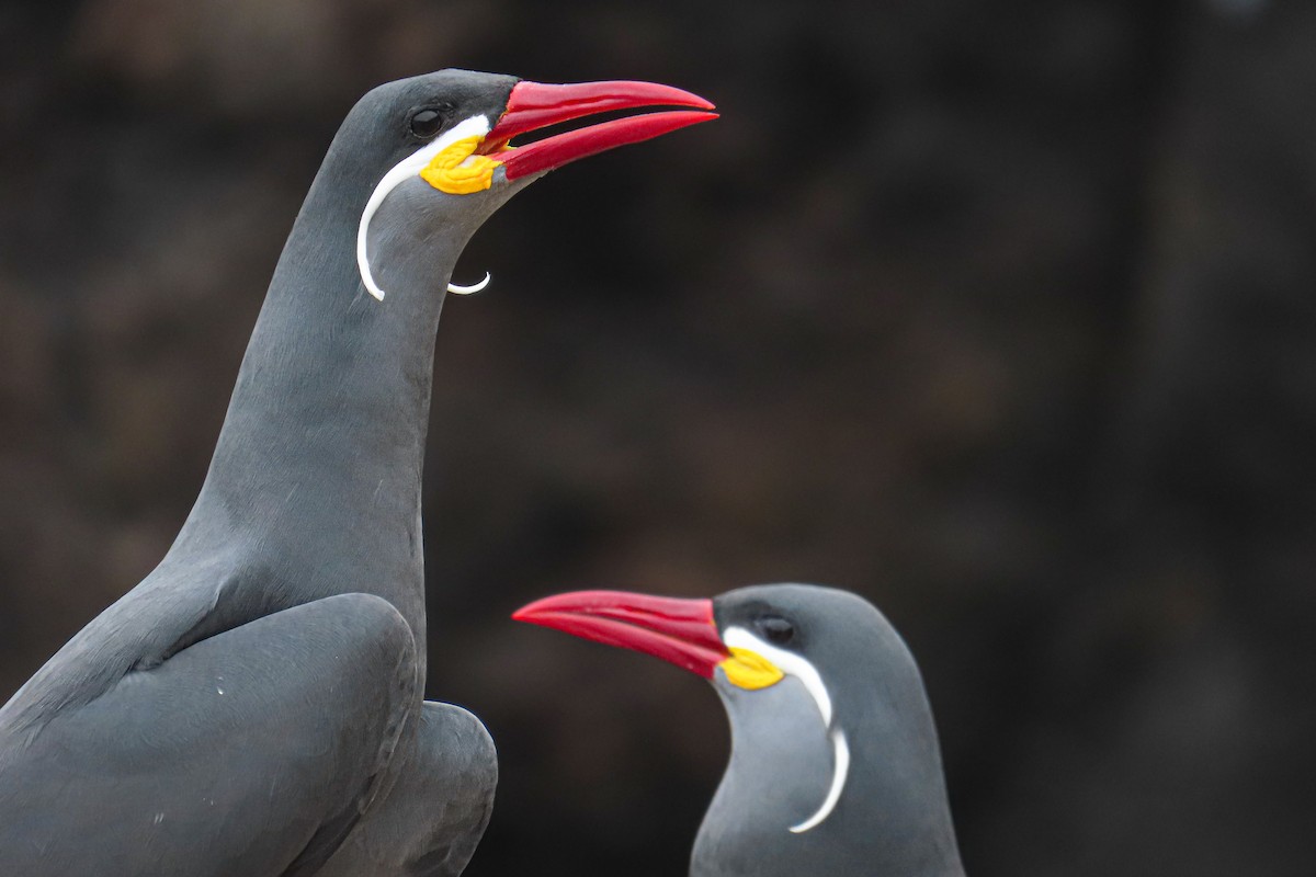 Charrán Inca - ML646628017