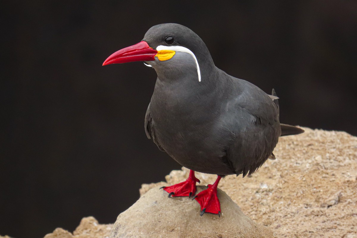 Charrán Inca - ML646628018