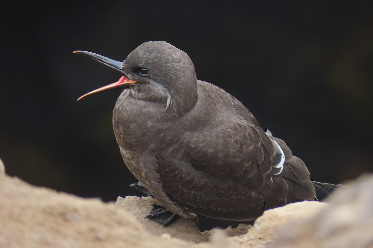 Charrán Inca - ML646628019