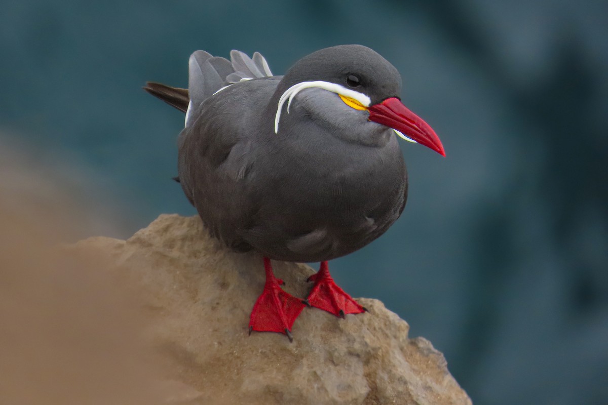 Charrán Inca - ML646628020