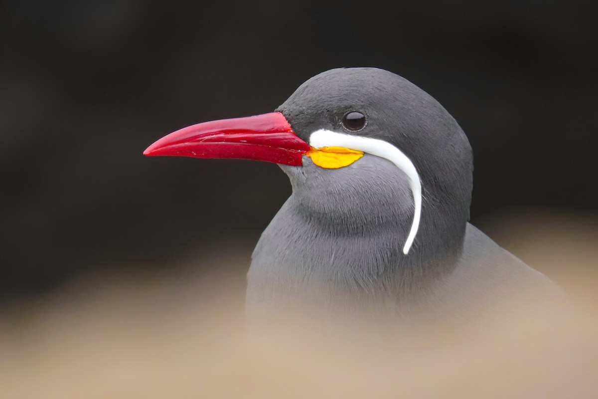 Charrán Inca - ML646628021