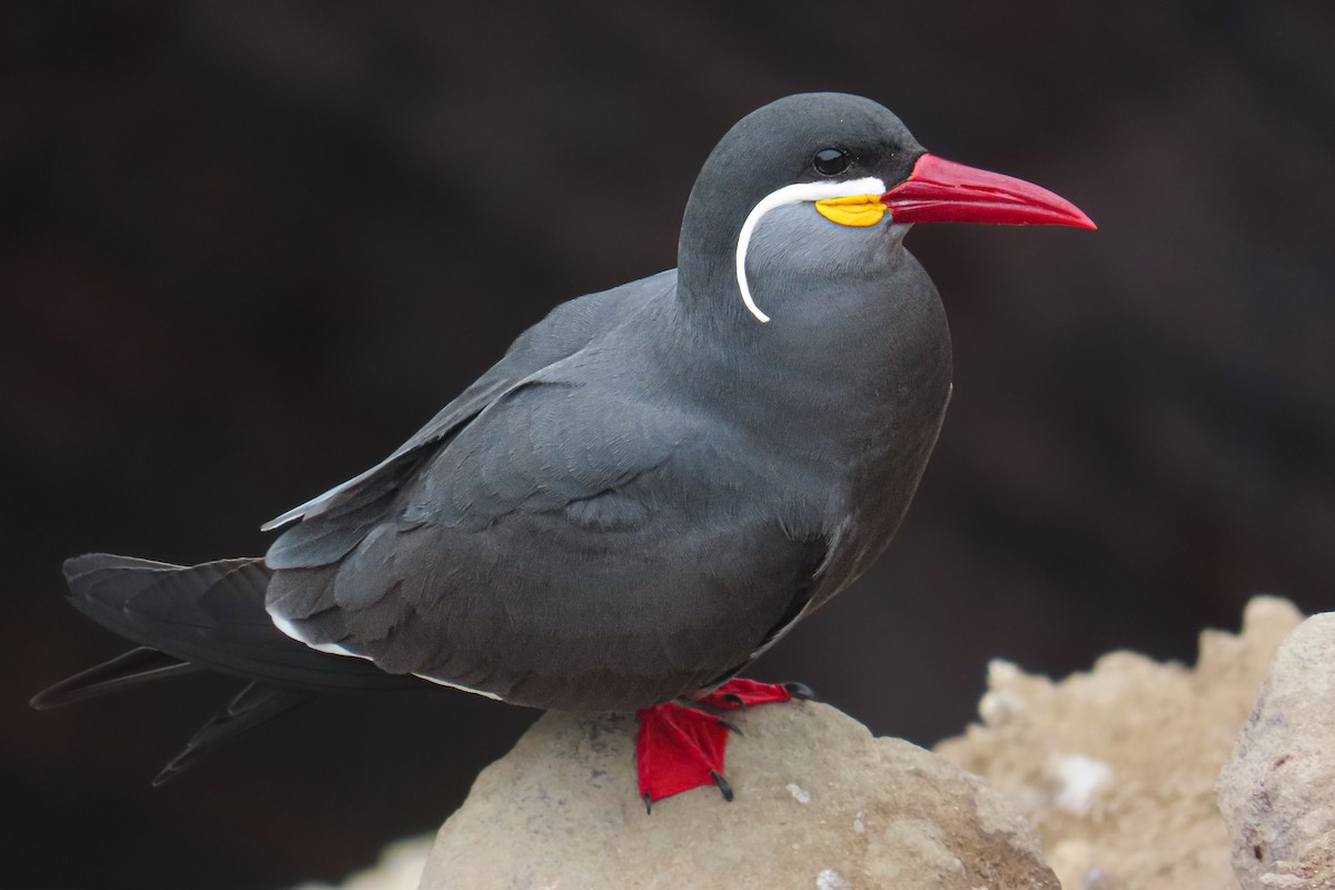 Charrán Inca - ML646628022