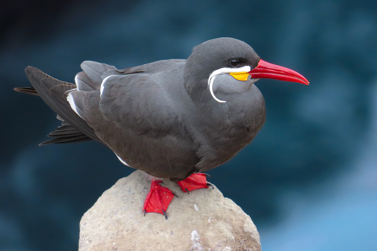 Charrán Inca - ML646628023