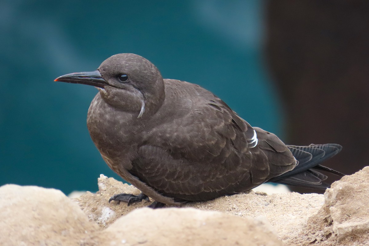 Charrán Inca - ML646628024