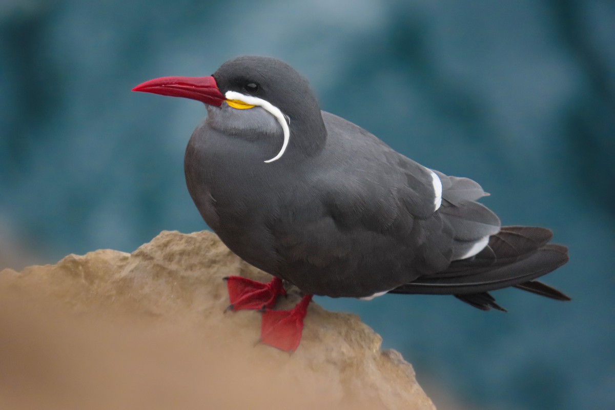 Charrán Inca - ML646628025