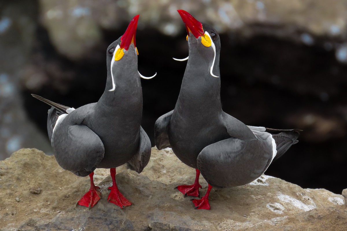 Charrán Inca - ML646628026