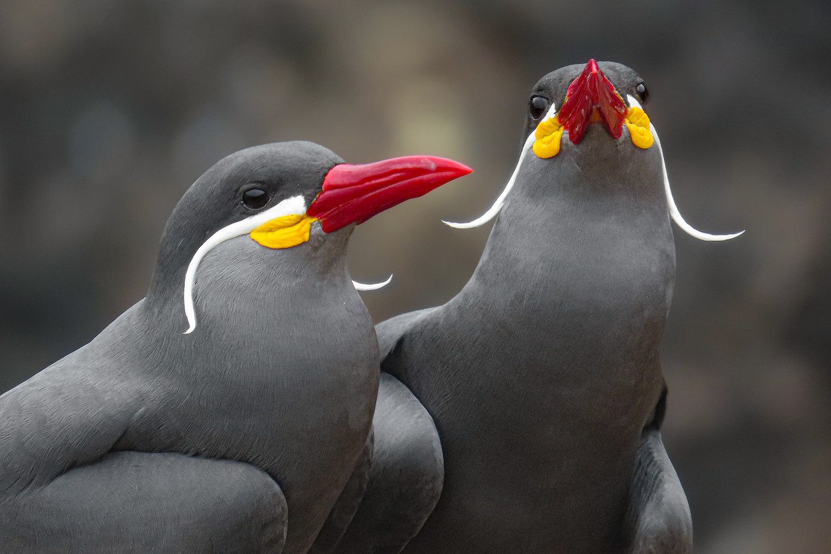 Charrán Inca - ML646628027