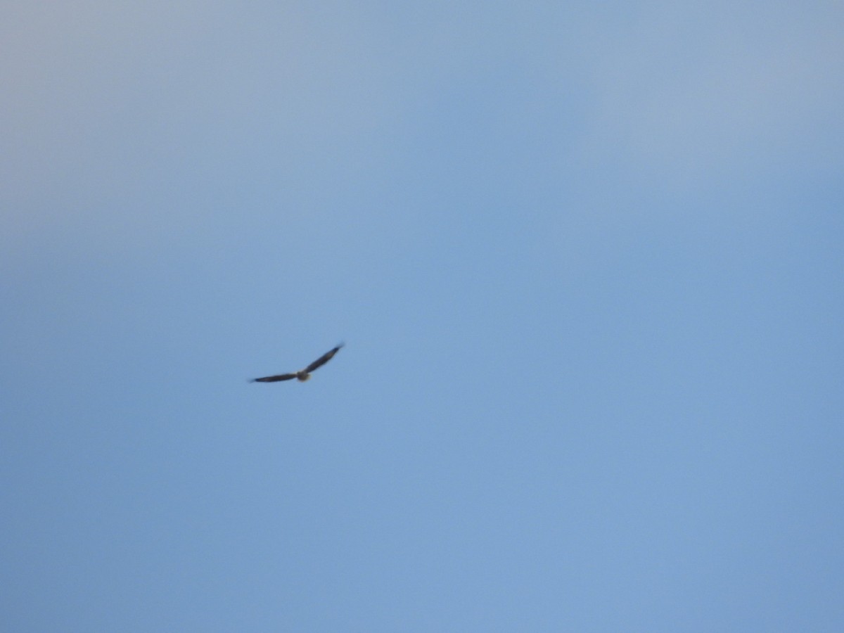 Pigargo Oriental - ML646628028