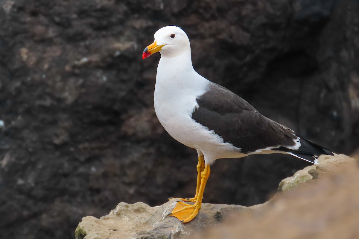 Gaviota Simeón - ML646628029