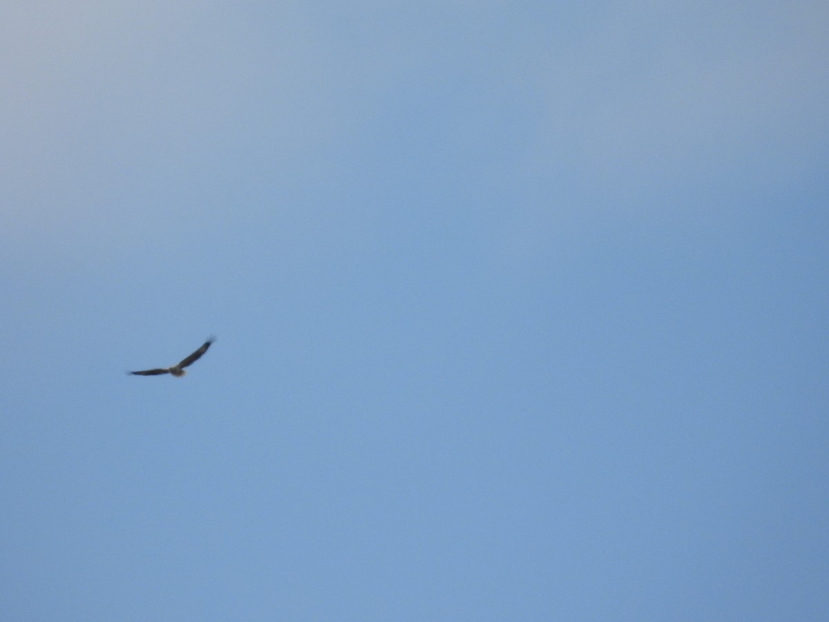 Pigargo Oriental - ML646628030