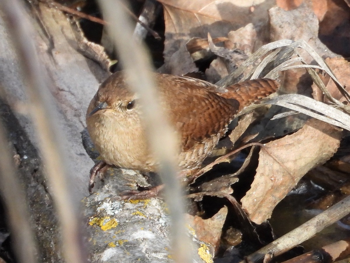 Chochín Paleártico - ML646628031