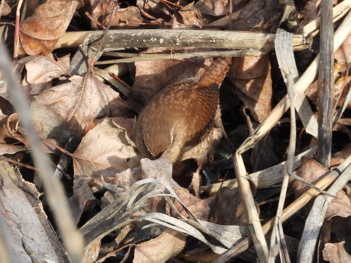 Chochín Paleártico - ML646628032