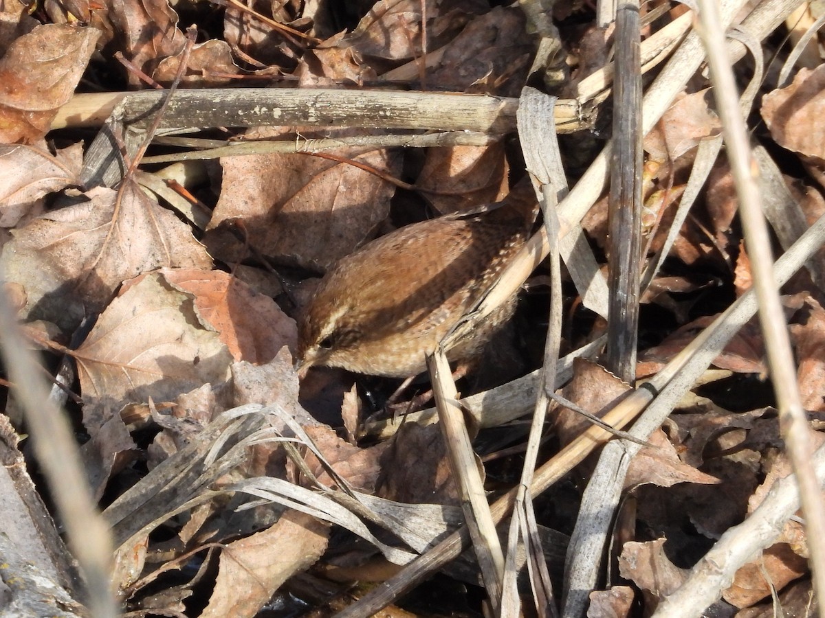 Chochín Paleártico - ML646628033