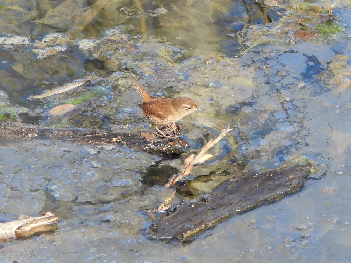 Chochín Paleártico - ML646628034