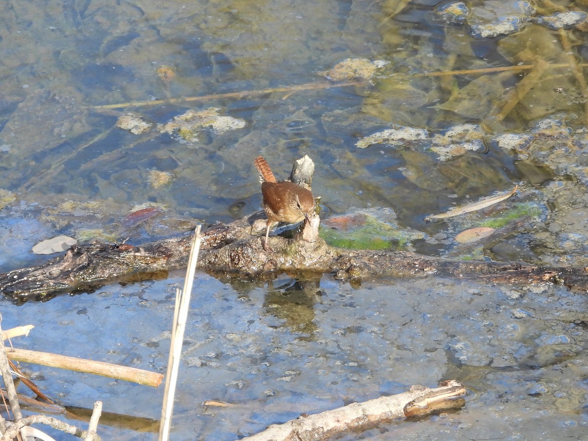 Chochín Paleártico - ML646628035