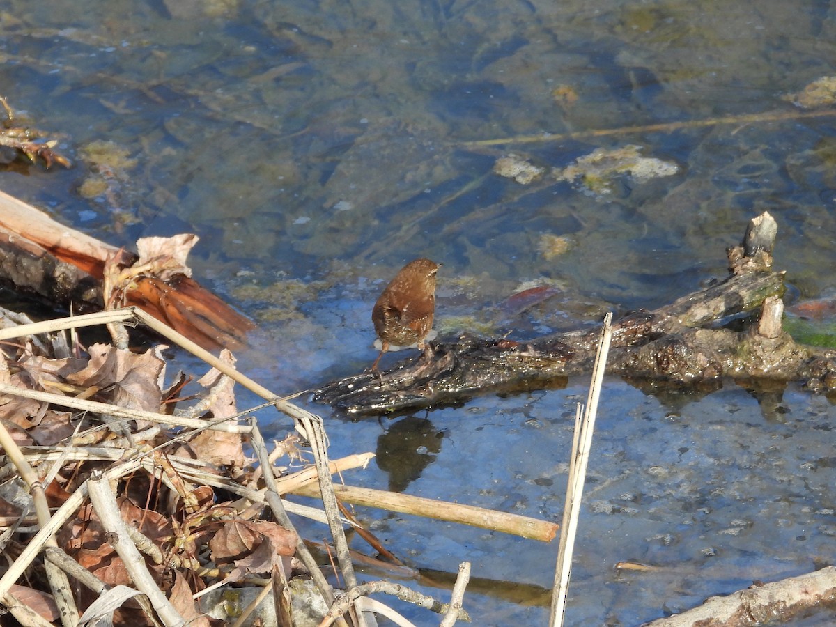 Eurasian Wren - ML646628036