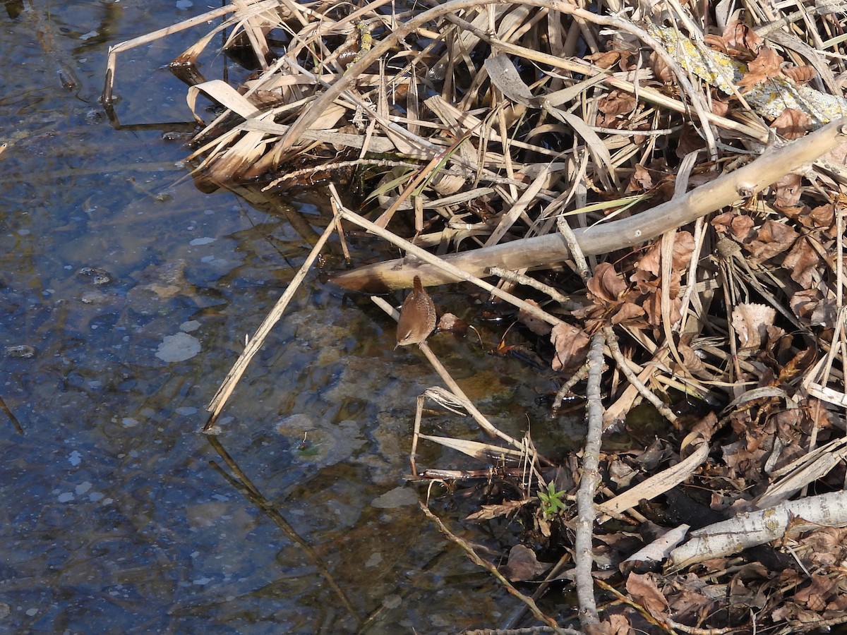 Chochín Paleártico - ML646628037