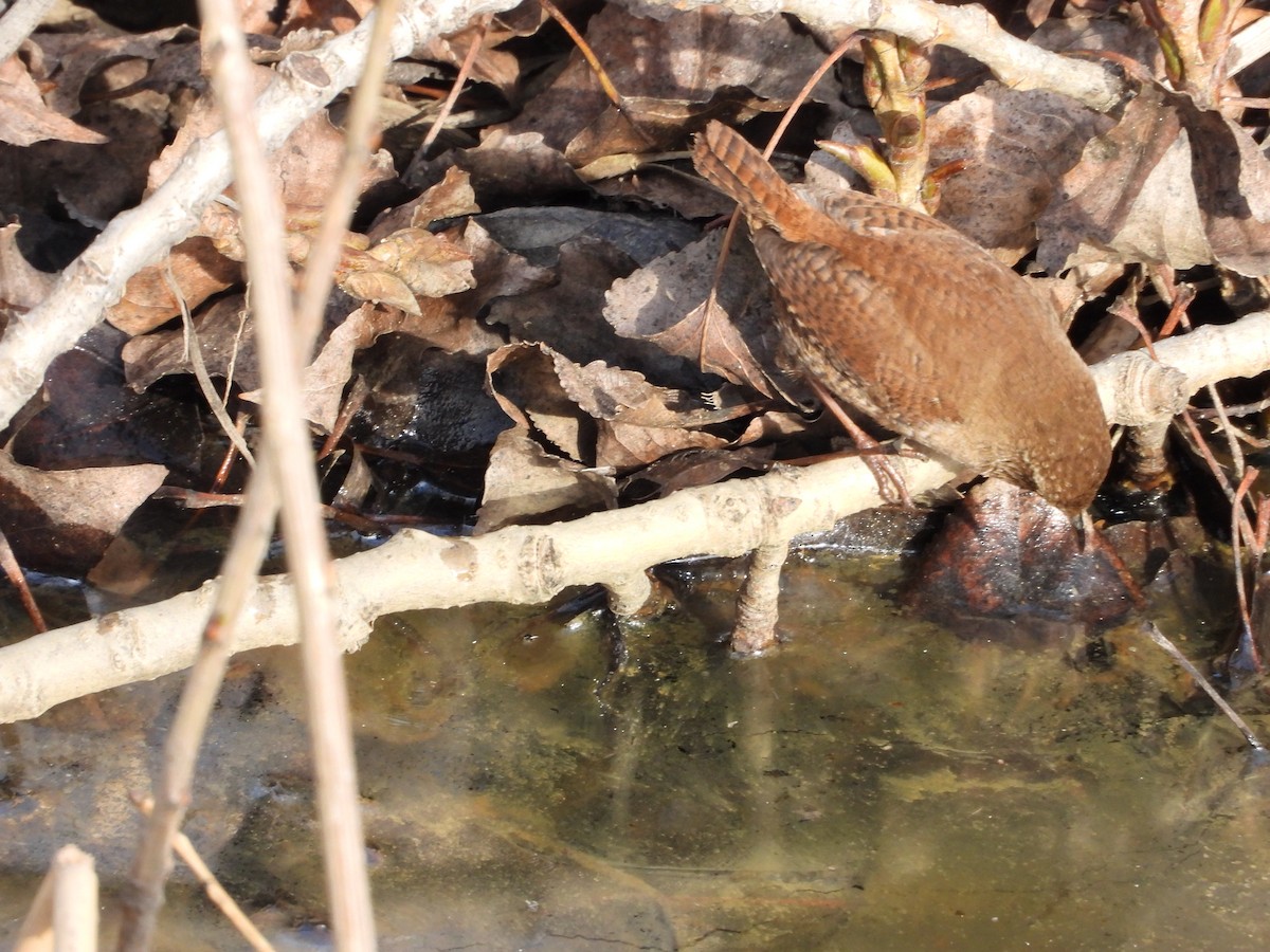 Chochín Paleártico - ML646628038