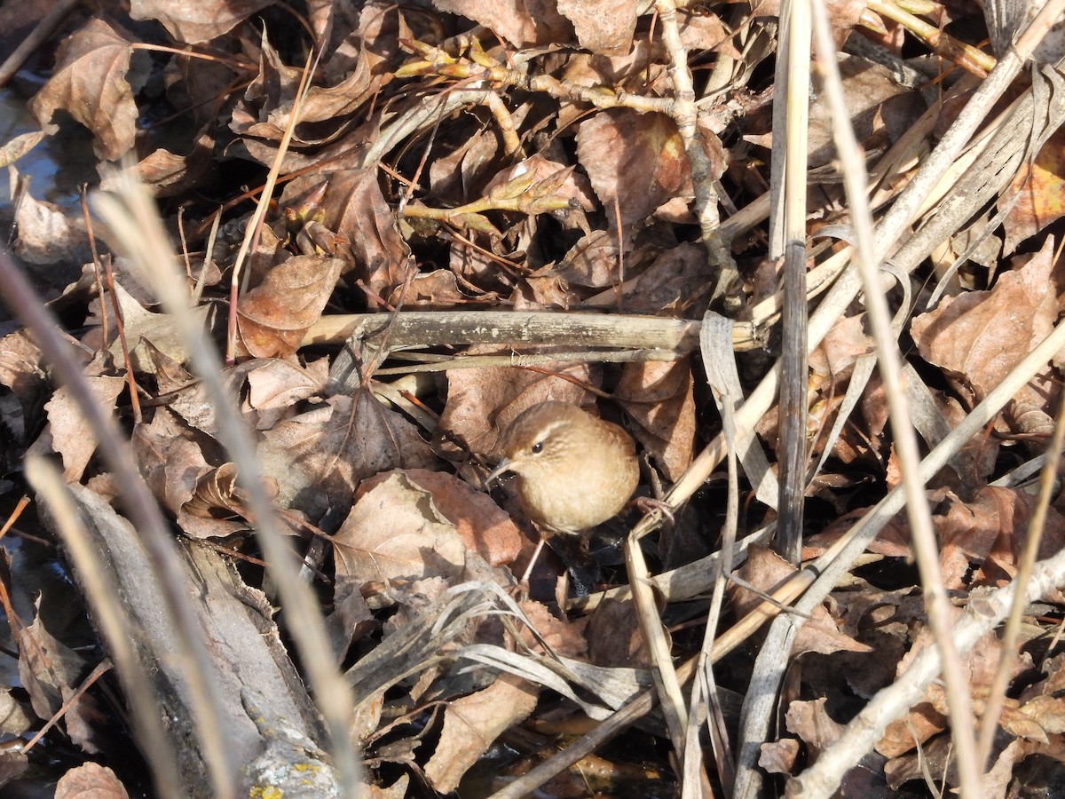 Eurasian Wren - ML646628039