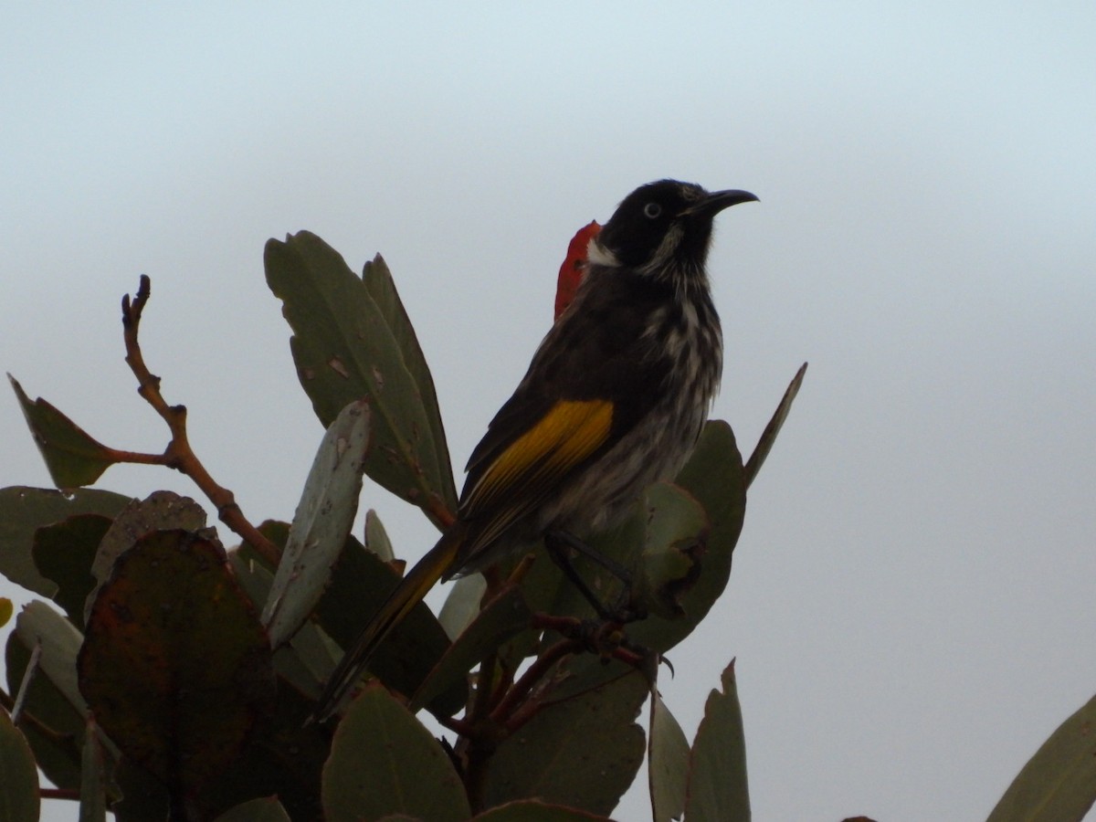 Mielero de Nueva Holanda - ML646628040