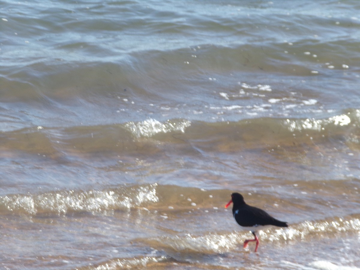 Pied Oystercatcher - ML646628043