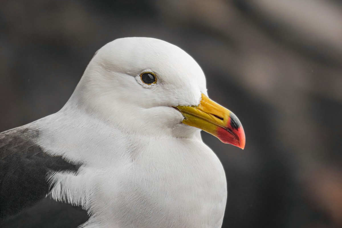 Бельчерова чайка - ML646628045