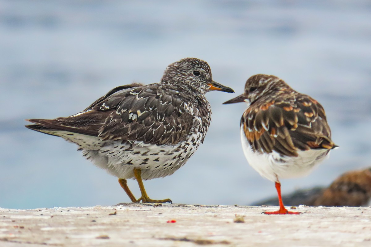 Бурунный песочник - ML646628046