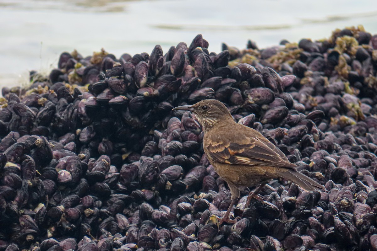 Береговая трясохвостка - ML646628047