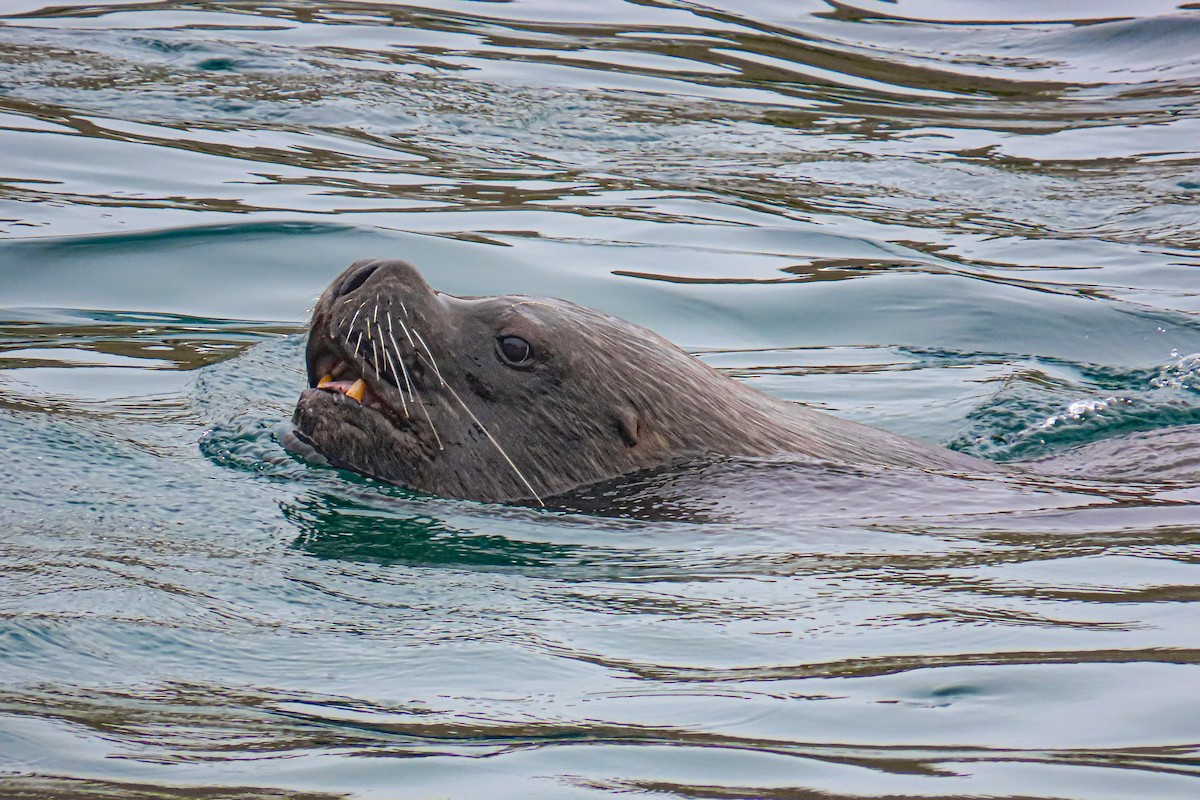 South American Sea Lion - ML646628048