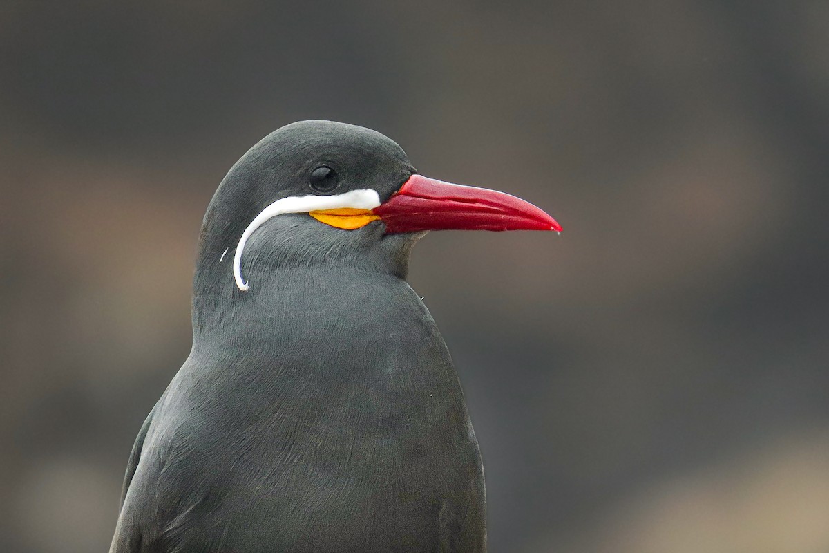 Крачка-инка - ML646628052