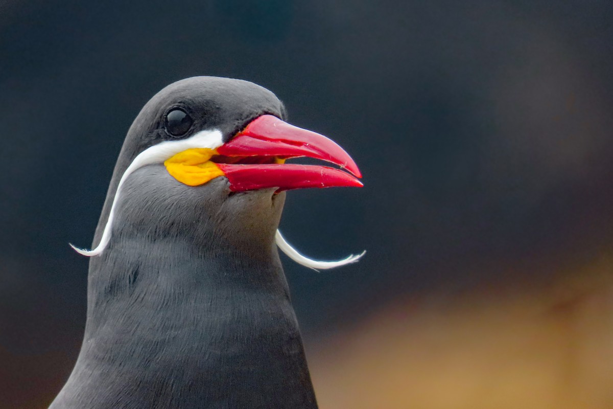 Крачка-инка - ML646628053