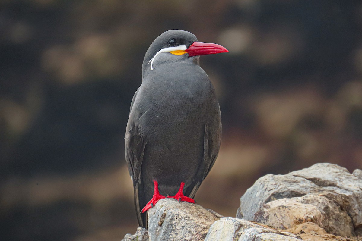 Крачка-инка - ML646628054