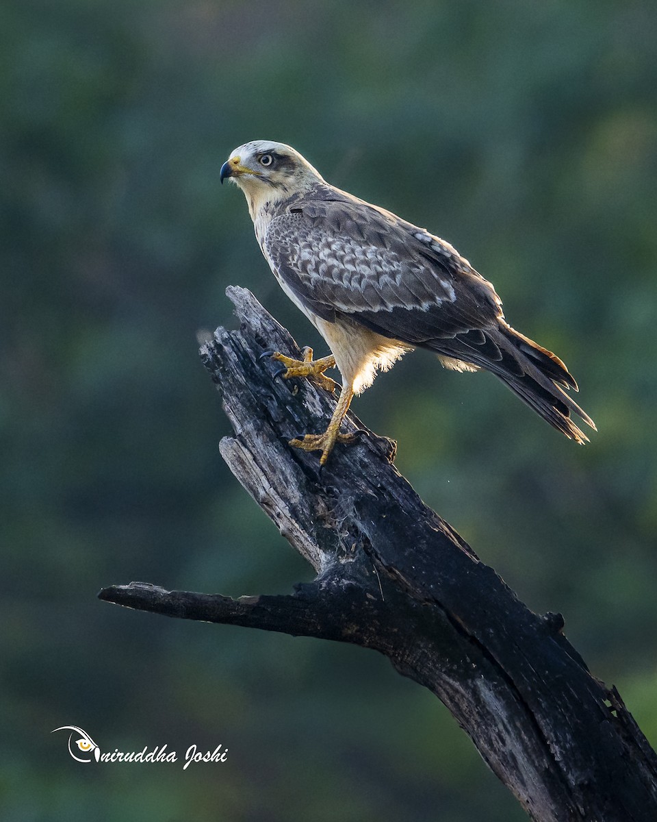 White-eyed Buzzard - ML646628055