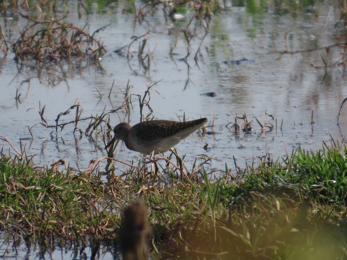 vodouš bahenní - ML646628056