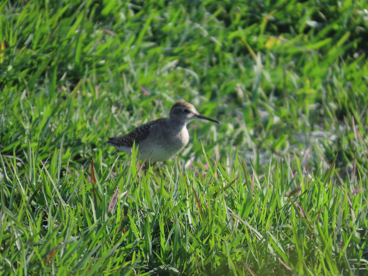 vodouš bahenní - ML646628057