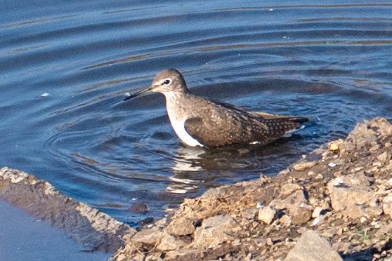 Цагаан сүүлт хөгчүү - ML646628058