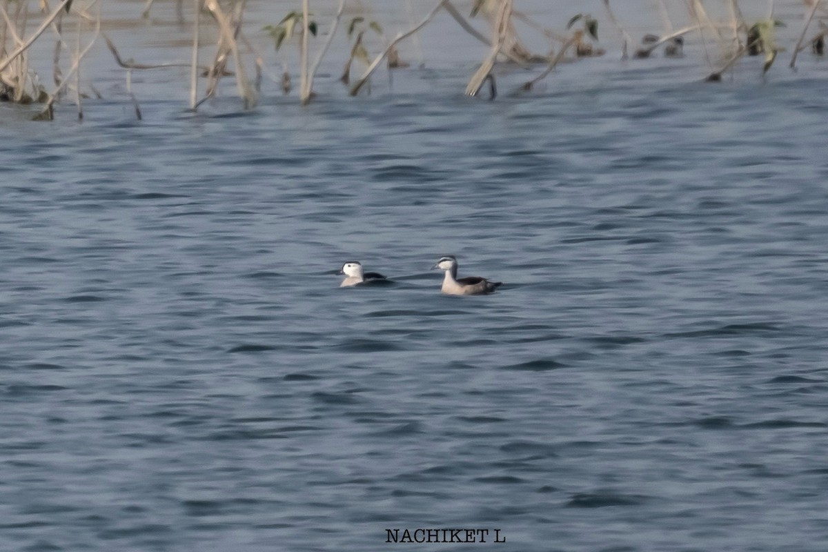 Coromandelgo antzaratxoa - ML646628060