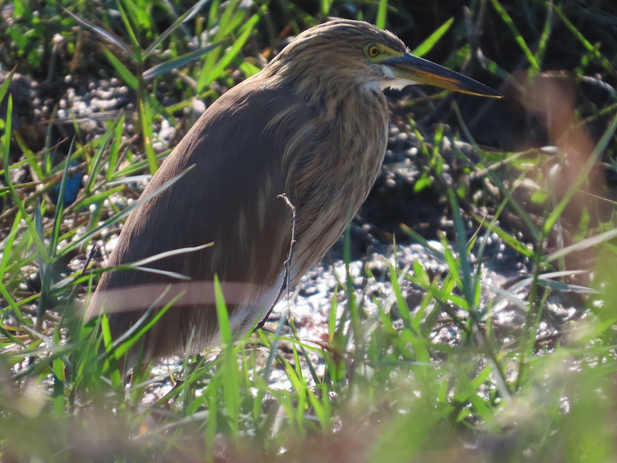Indian Pond-Heron - ML646628061