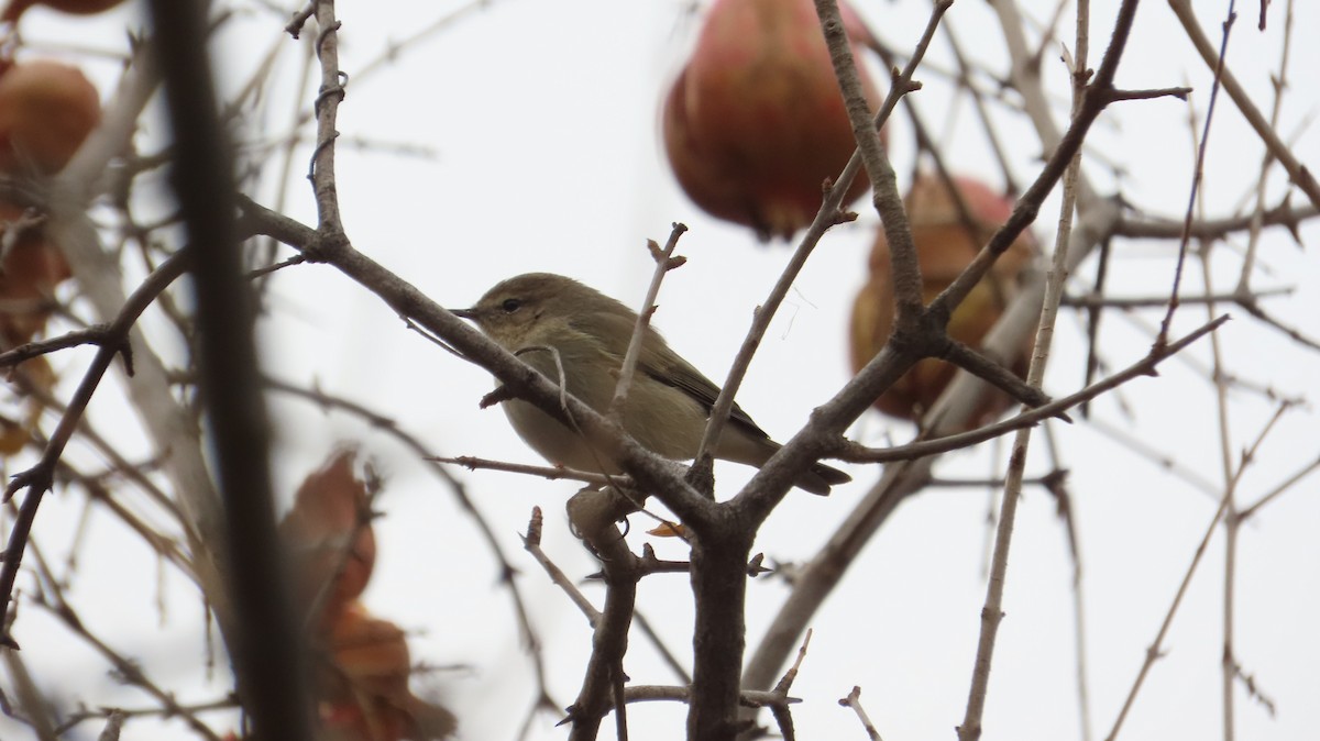 Common Chiffchaff - ML646628065
