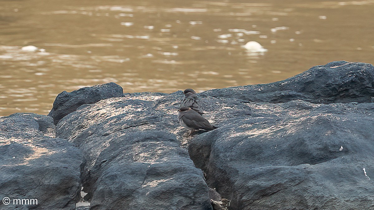 Rock Pratincole - ML646628066