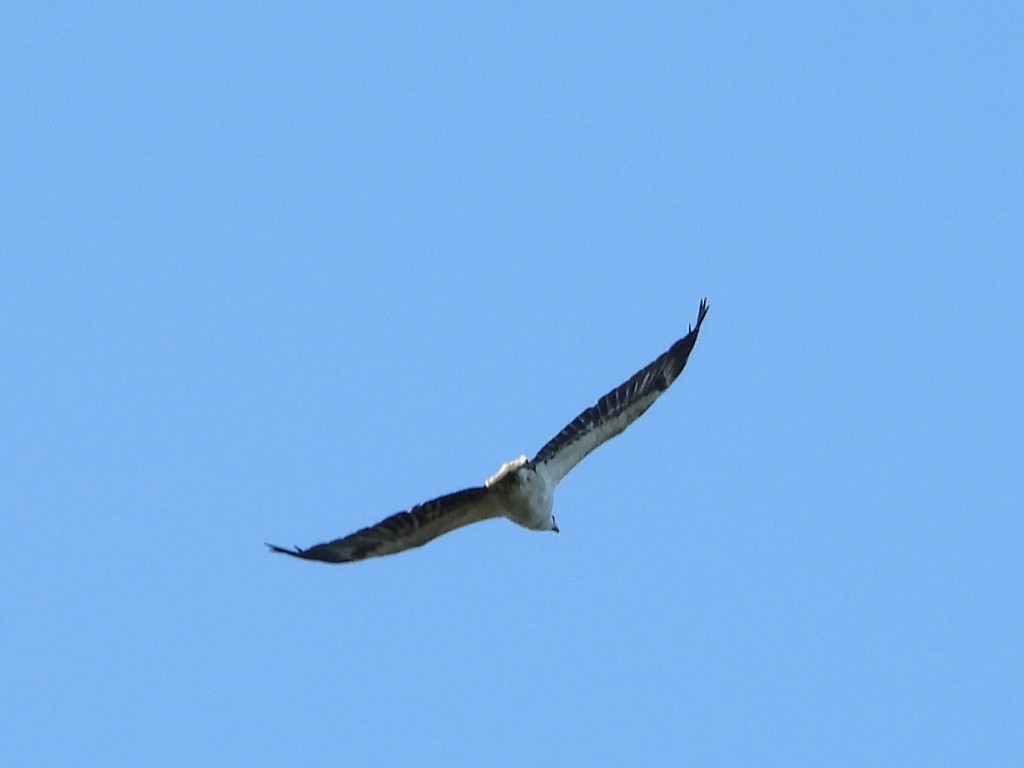 Белобрюхий орлан - ML646628067